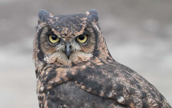 Image of Spotted Eagle-Owl