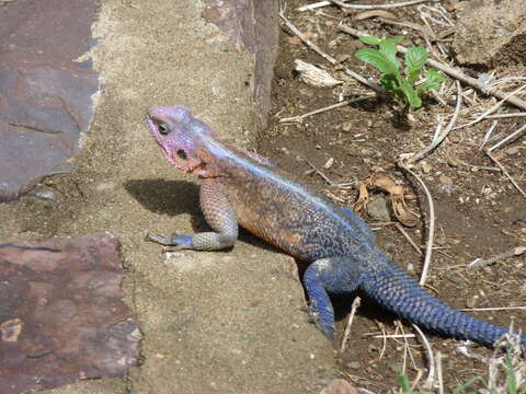 Image of Mwanza Flat-headed Rock Agama