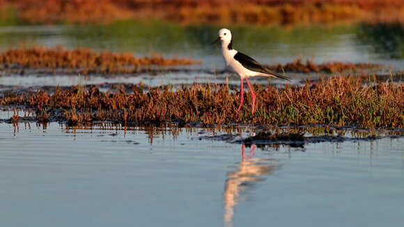 Image of Pied Stilt