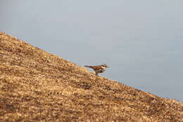 Image of Janpanese Thrush