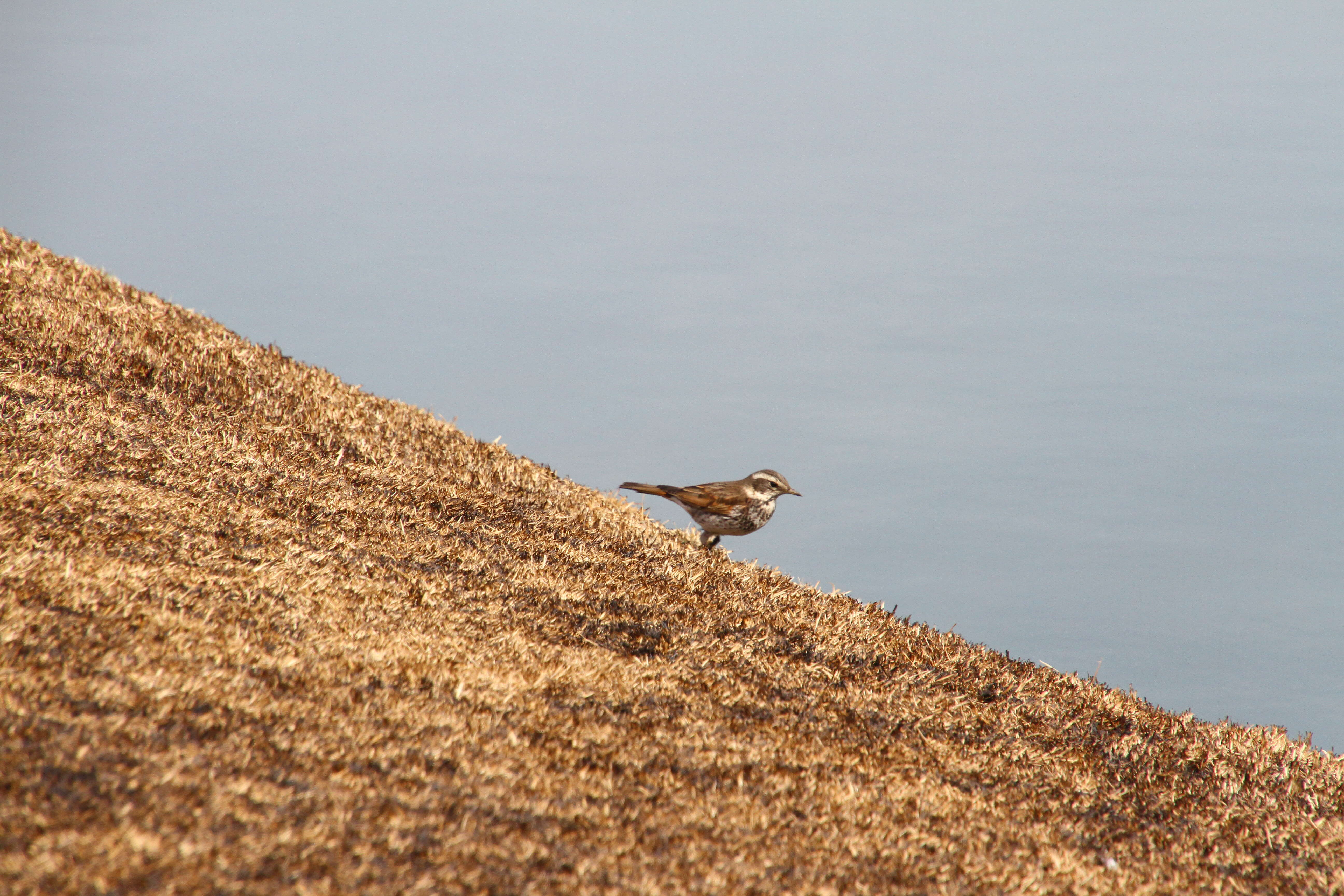 Image of Janpanese Thrush