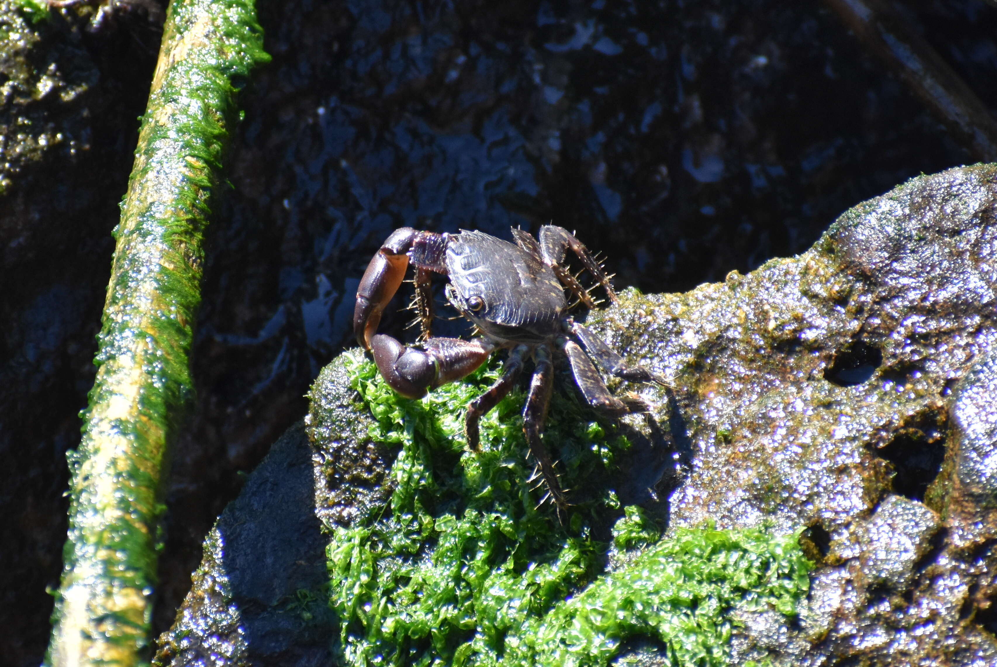 Image of marbled rock crab