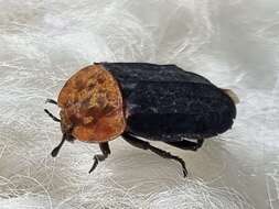 صورة Oiceoptoma thoracicum (Linnaeus 1758)