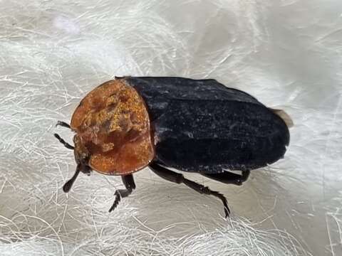 Image of Red-breasted Carrion Beetle