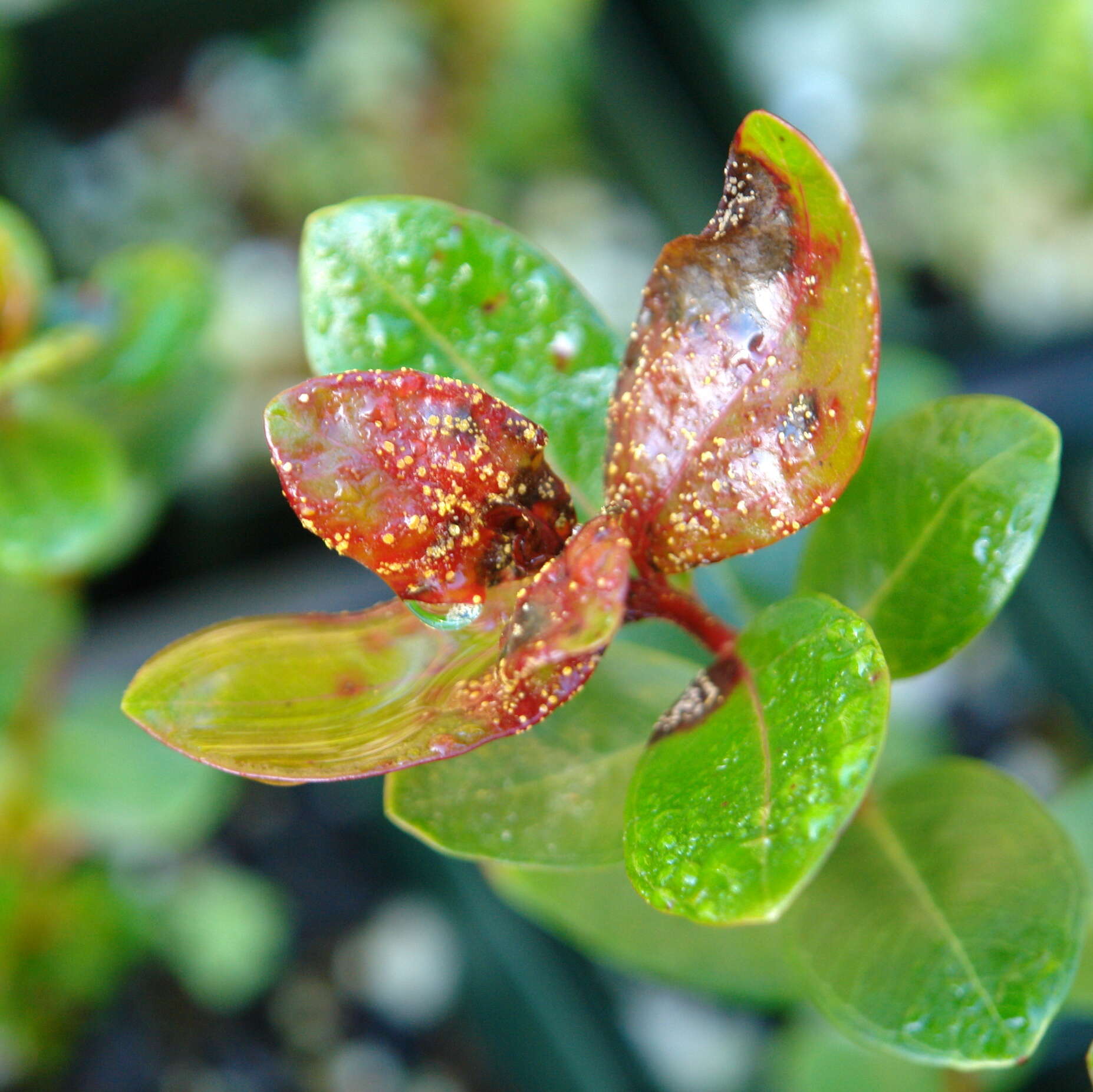 Image of Myrtle rust