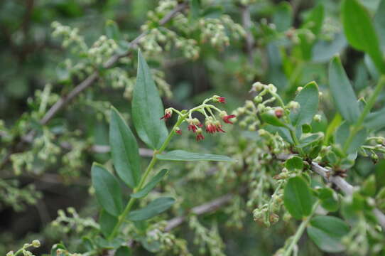 Sivun Myrttikoriaria kuva