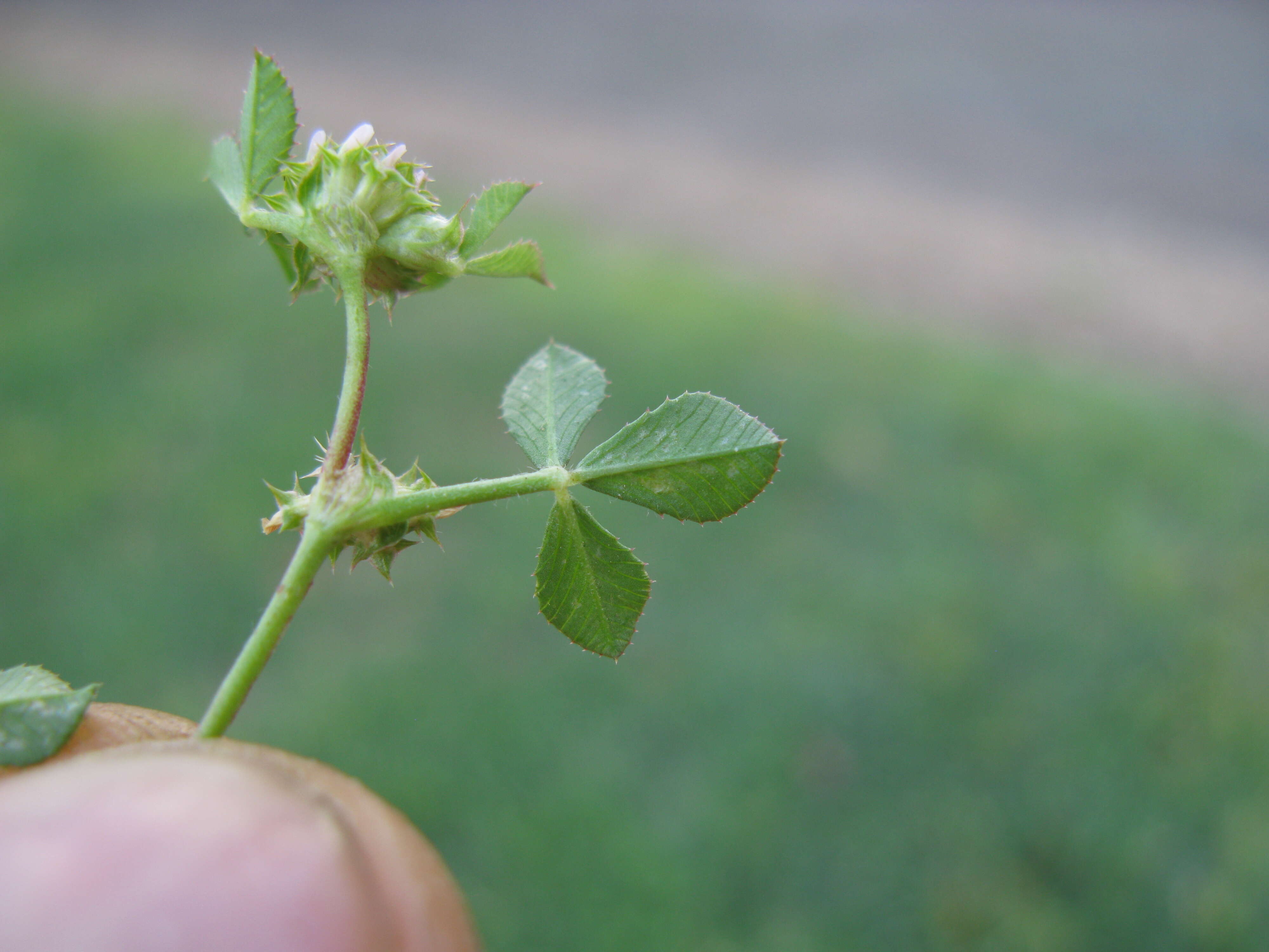 Image de Trifolium glomeratum L.