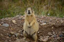 Image of White-tailed Prairie Dog