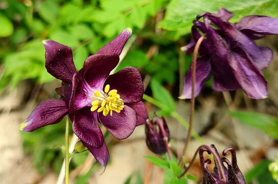 Image of Aquilegia grata Zimmeter