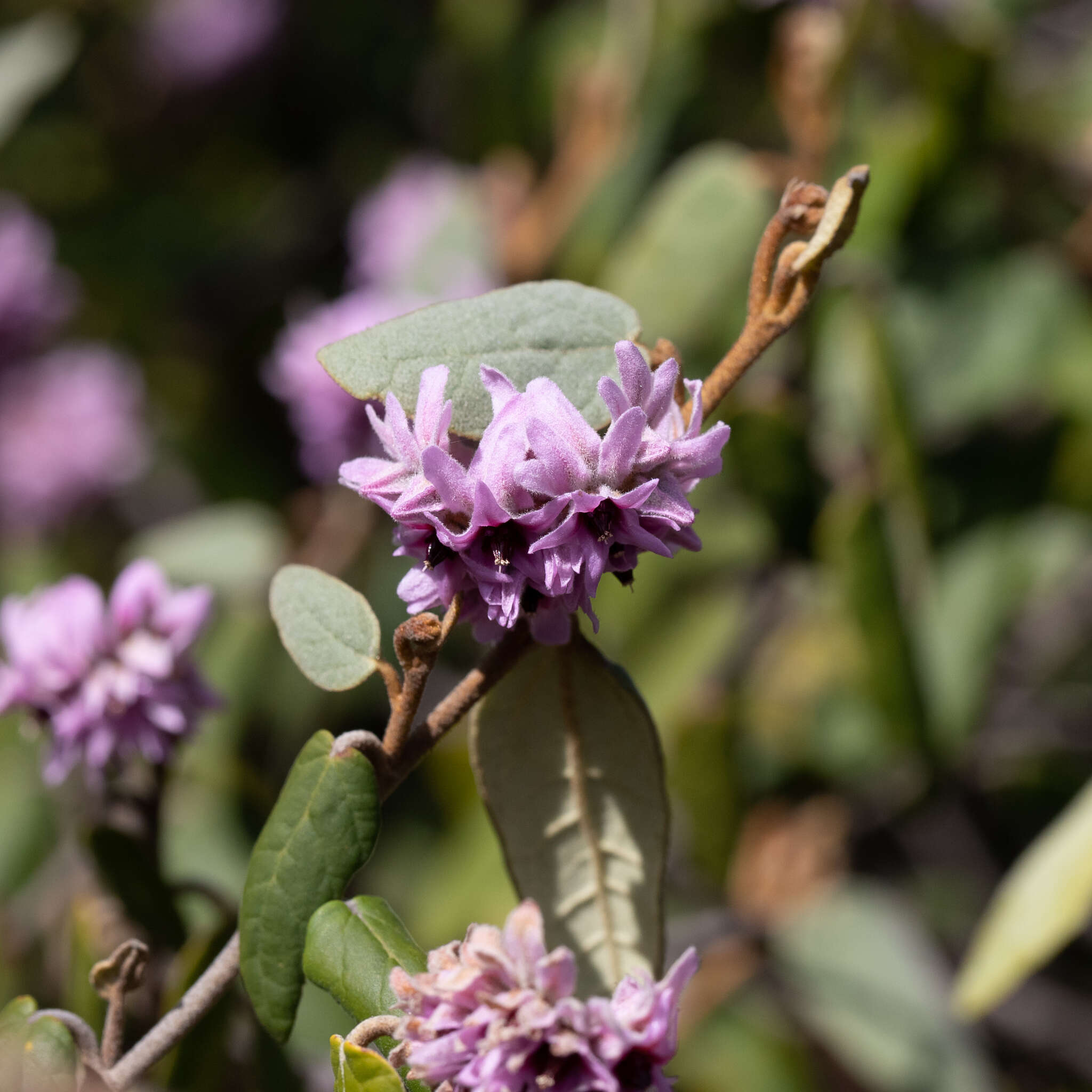 Image of Lasiopetalum discolor Hook.