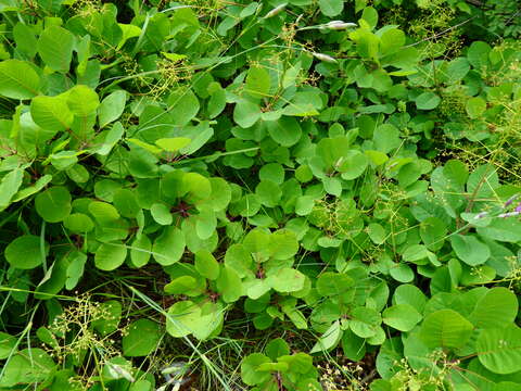 Image de Cotinus coggygria Scop.