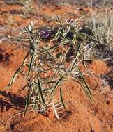 Image of Solanum esuriale Lindl.