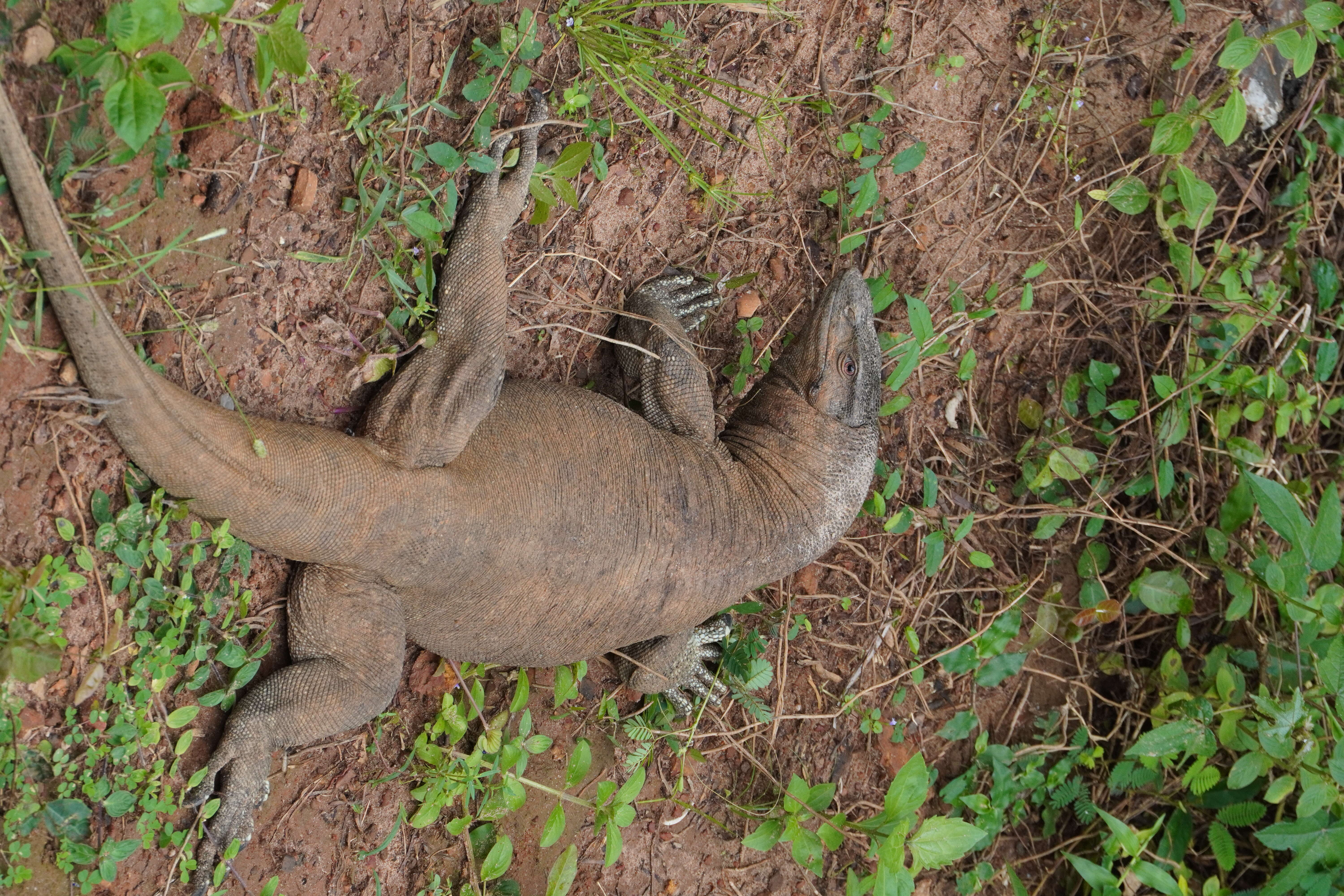 Image of Bengal Monitor Lizard