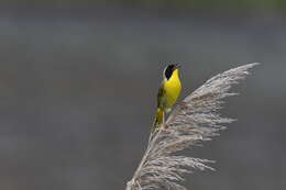 Geothlypis trichas (Linnaeus 1766) resmi