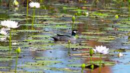 Image of Green Pygmy Goose