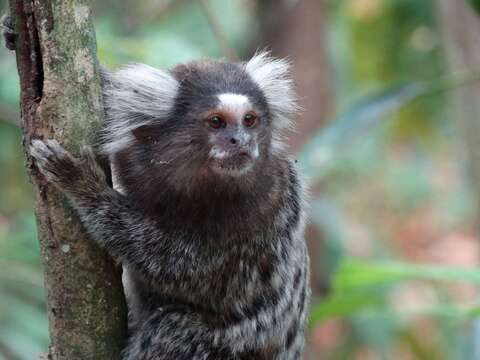 Image of Common Marmoset