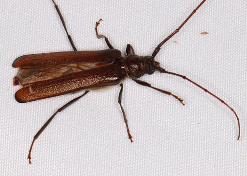 Image of <i>Xystrocera virescens</i> Newman 1840