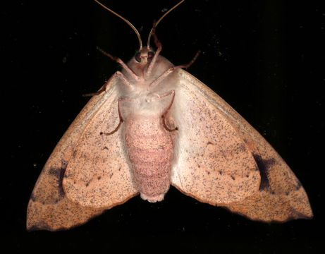 Image of <i>Xystrocera virescens</i> Newman 1840