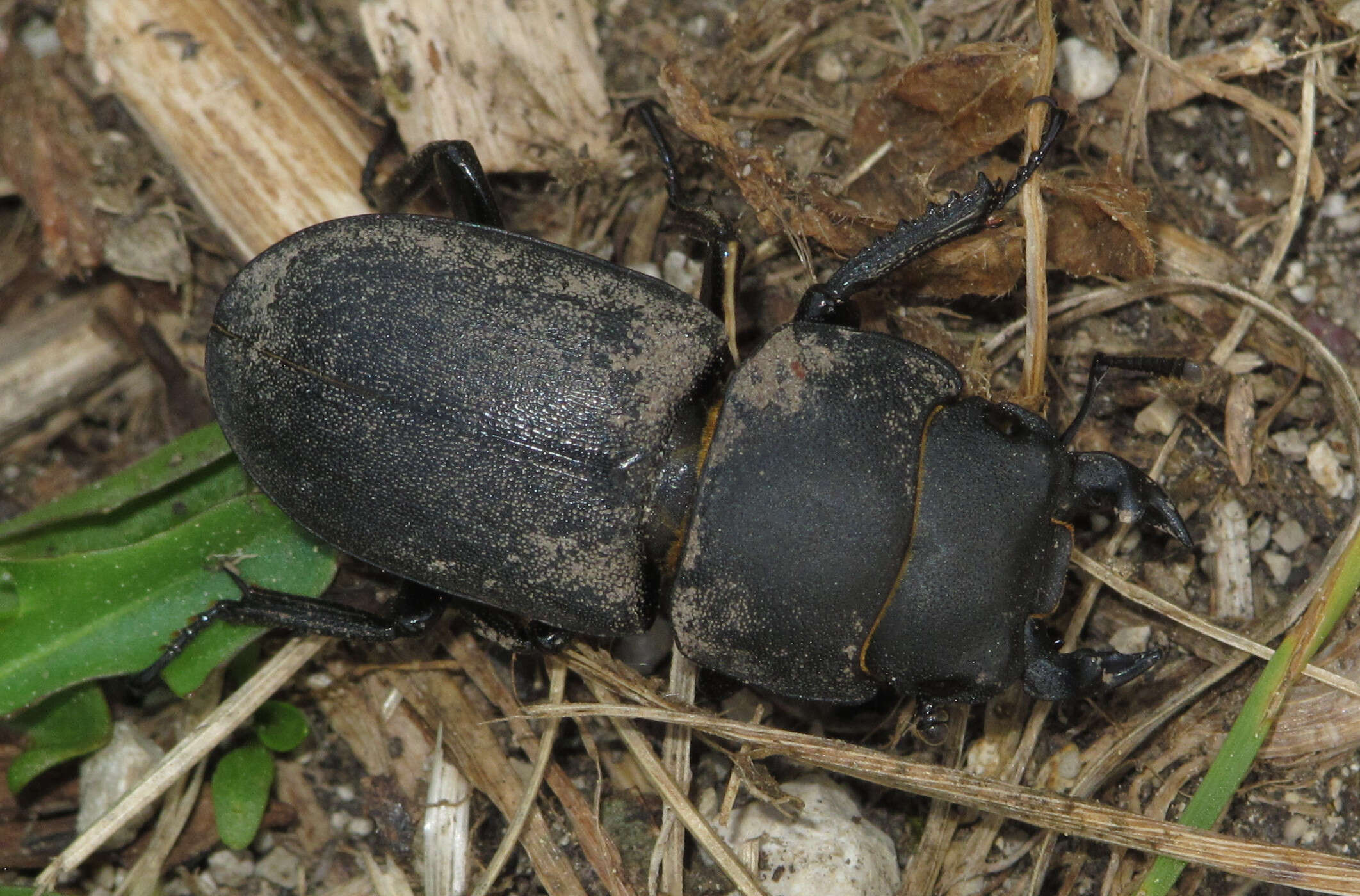 Image of Dorcus parallelipipedus (Linnaeus 1758)