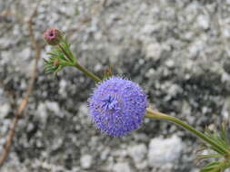 Image of Trachymene coerulea R. Grah.