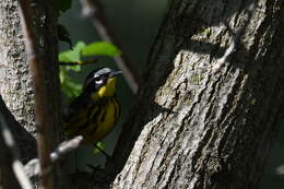 Image of Magnolia Warbler