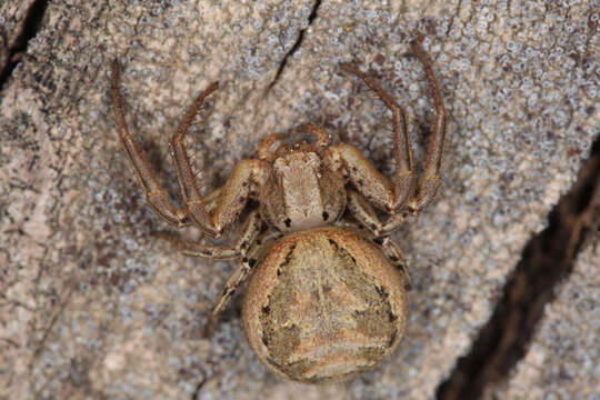 Image of common crab spider