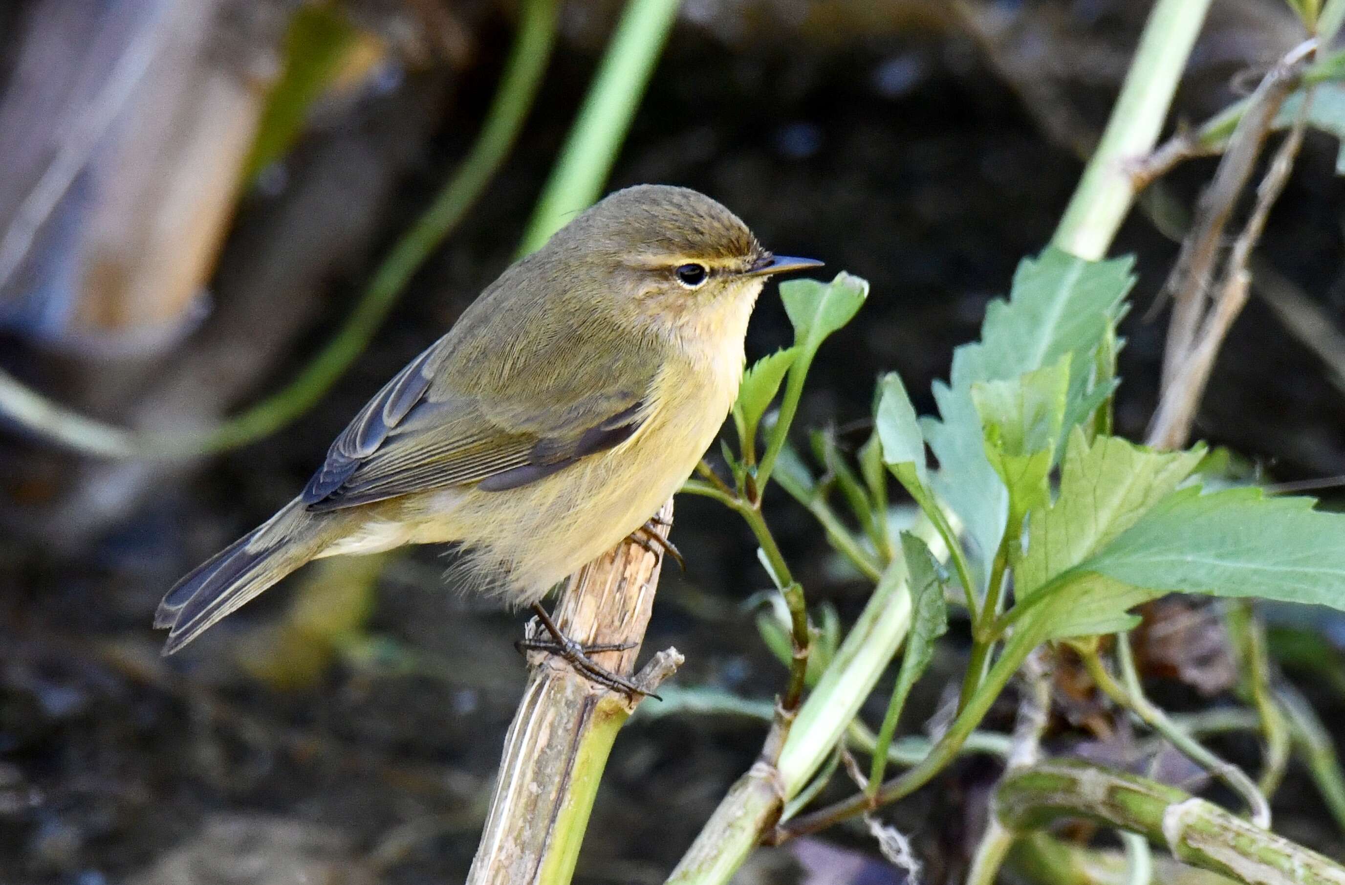 Image of Common Chiffchaff