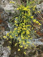 Image of Sea Grape