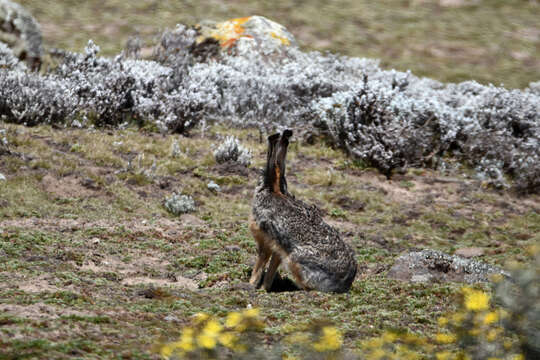 Image of Ethiopian Highland Hare