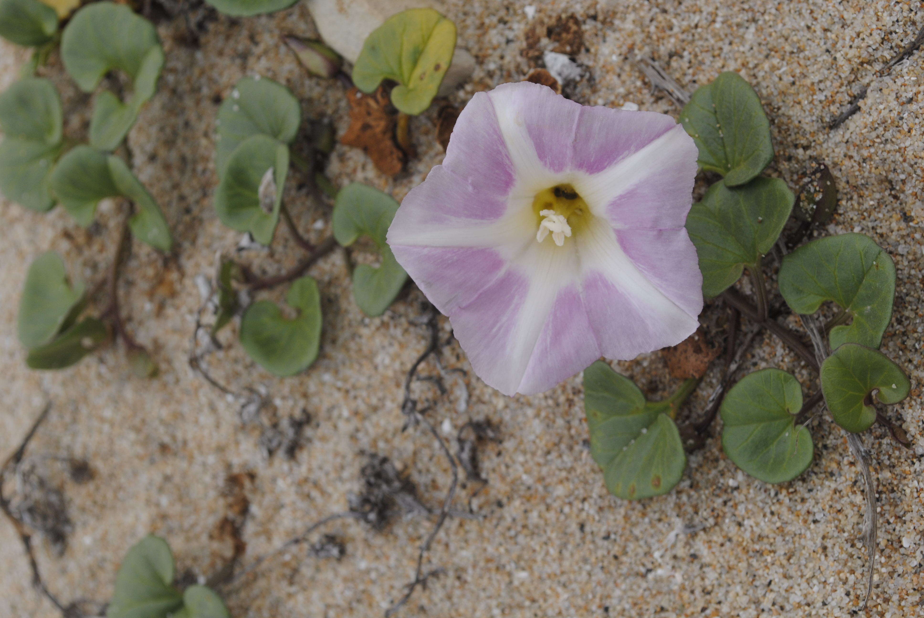 Plancia ëd Calystegia soldanella (L.) R. Br.