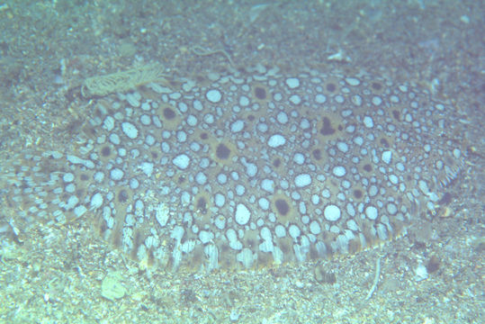 Image of Southern peacock sole
