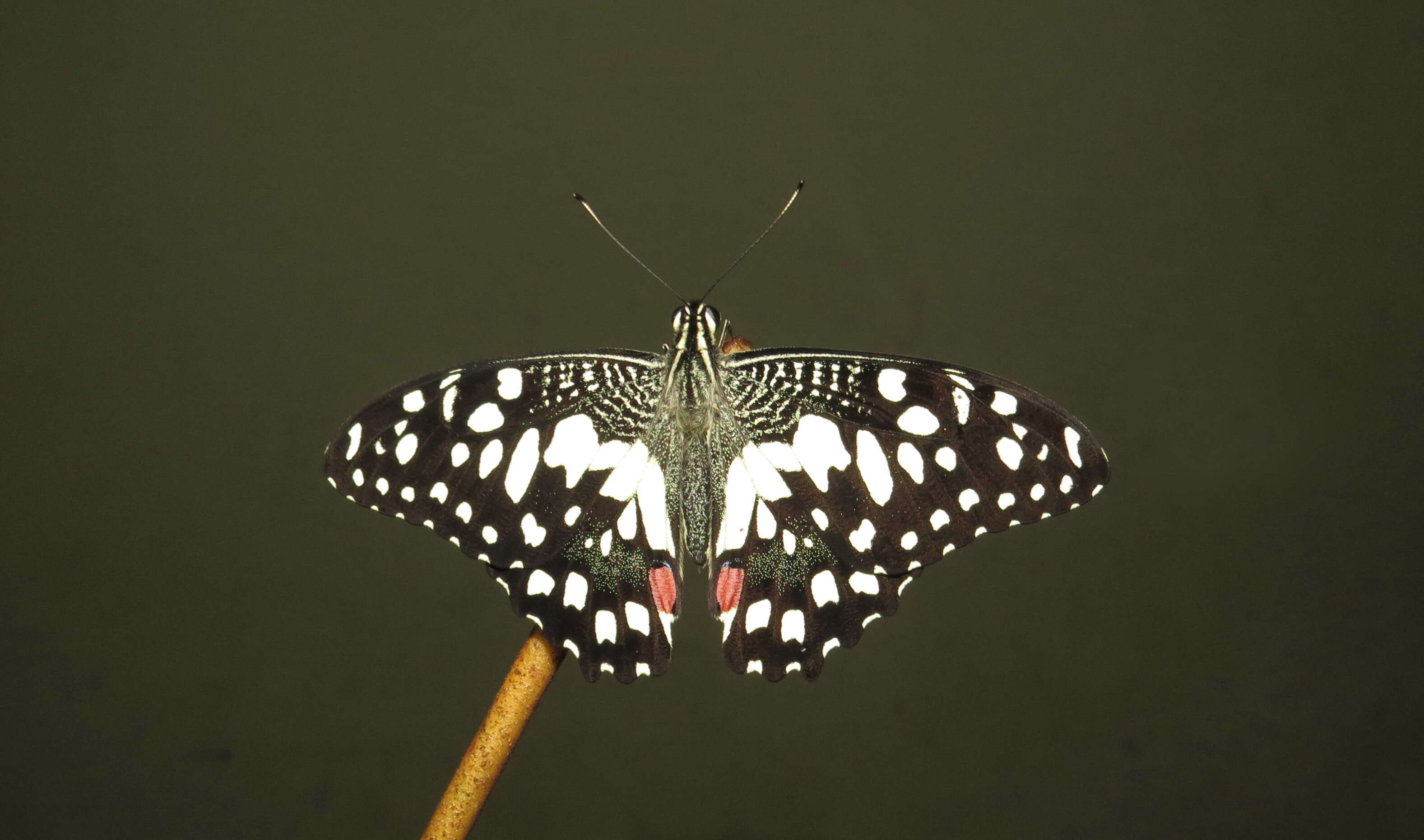 Image of Lime butterfly