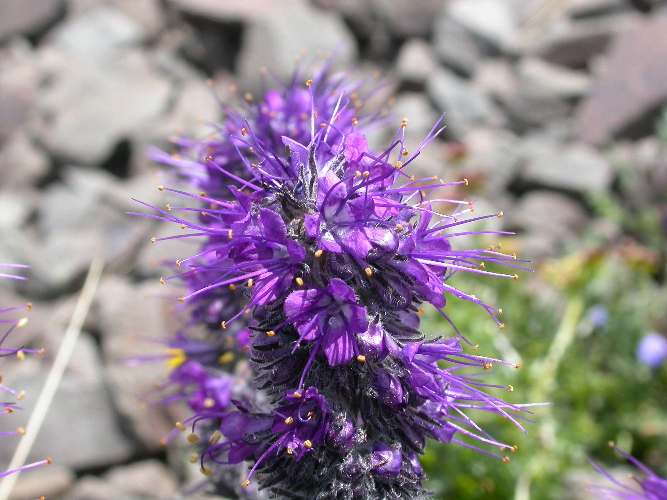 Image of silky phacelia