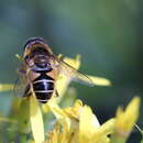 Image of <i>Eristalis nemorum</i>