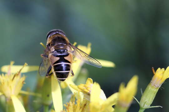 Imagem de <i>Eristalis nemorum</i>