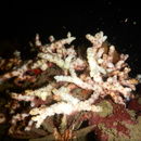 Image of Diffuse Ivory Bush Coral