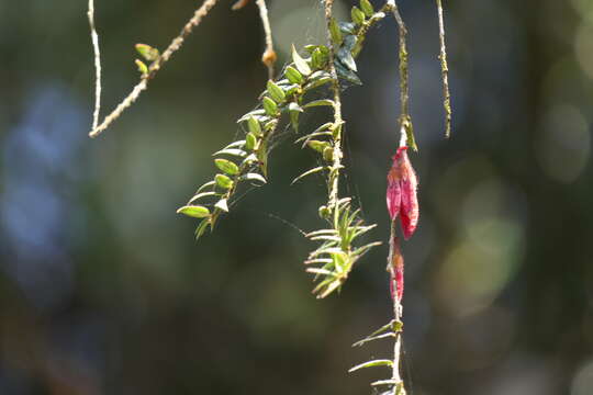 Image of Agapetes serpens (Wight) Sleumer