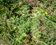 Image of Milk thistle