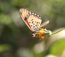 Image of Acraea eponina Cramer 1780