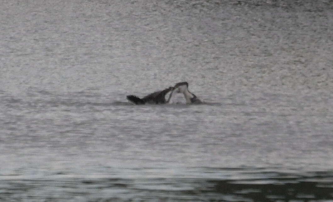 Image of Australian Pied Cormorant