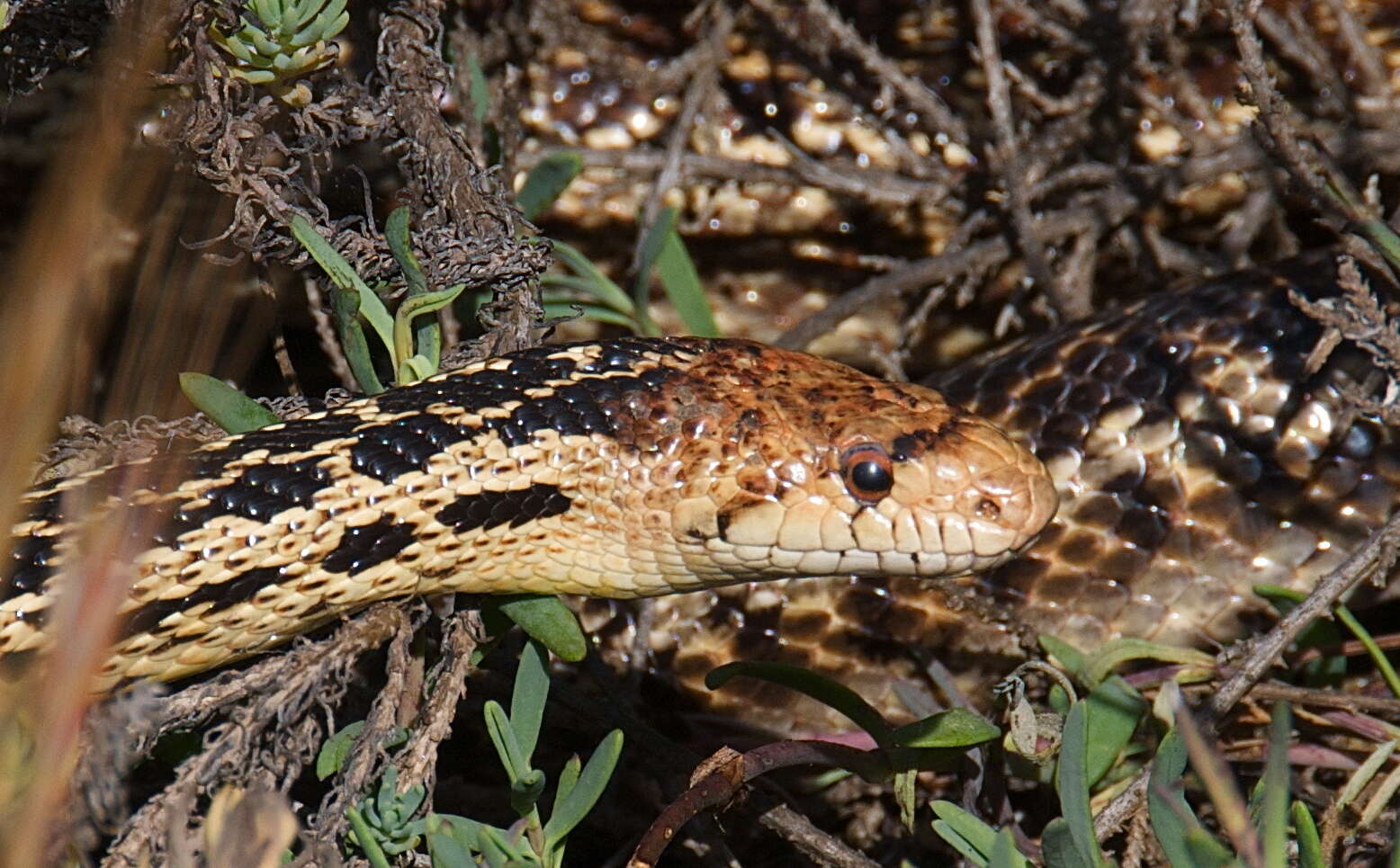 Pituophis catenifer catenifer (Blainville 1835)的圖片