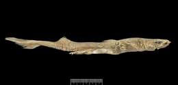 Image of Combtooth lanternshark