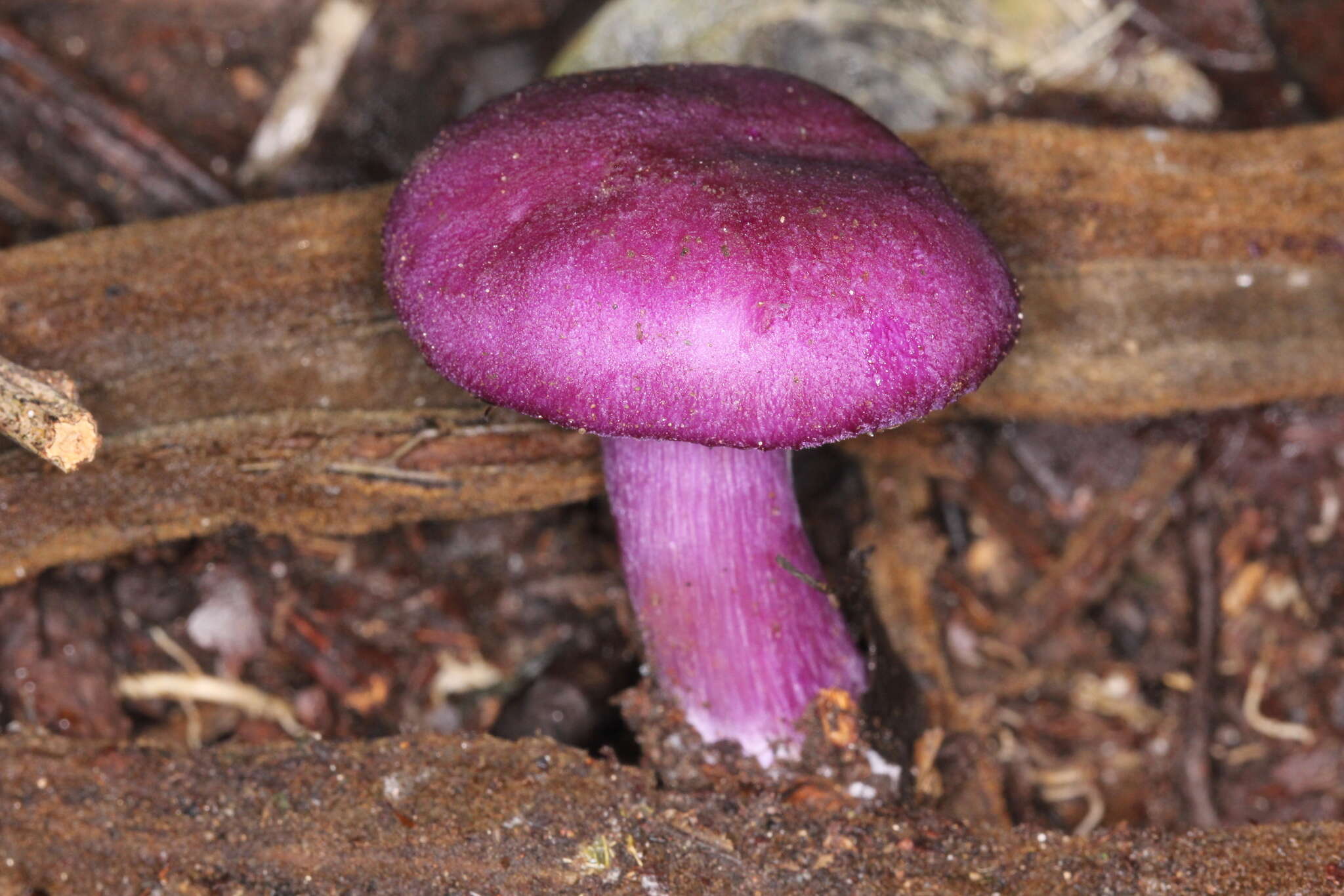 Image of Tricholosporum tropicale Guzmán, Bandala & Montoya 1994