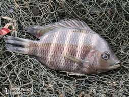 Image of Zebra tilapia