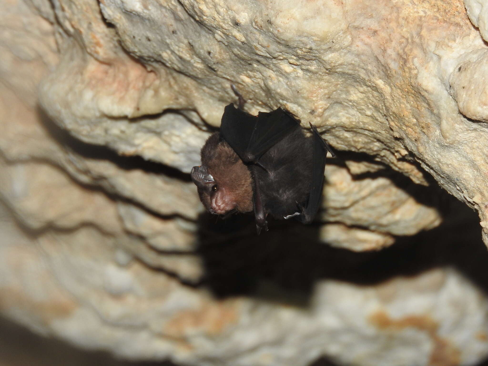 Image of Thomas's Sac-winged Bat