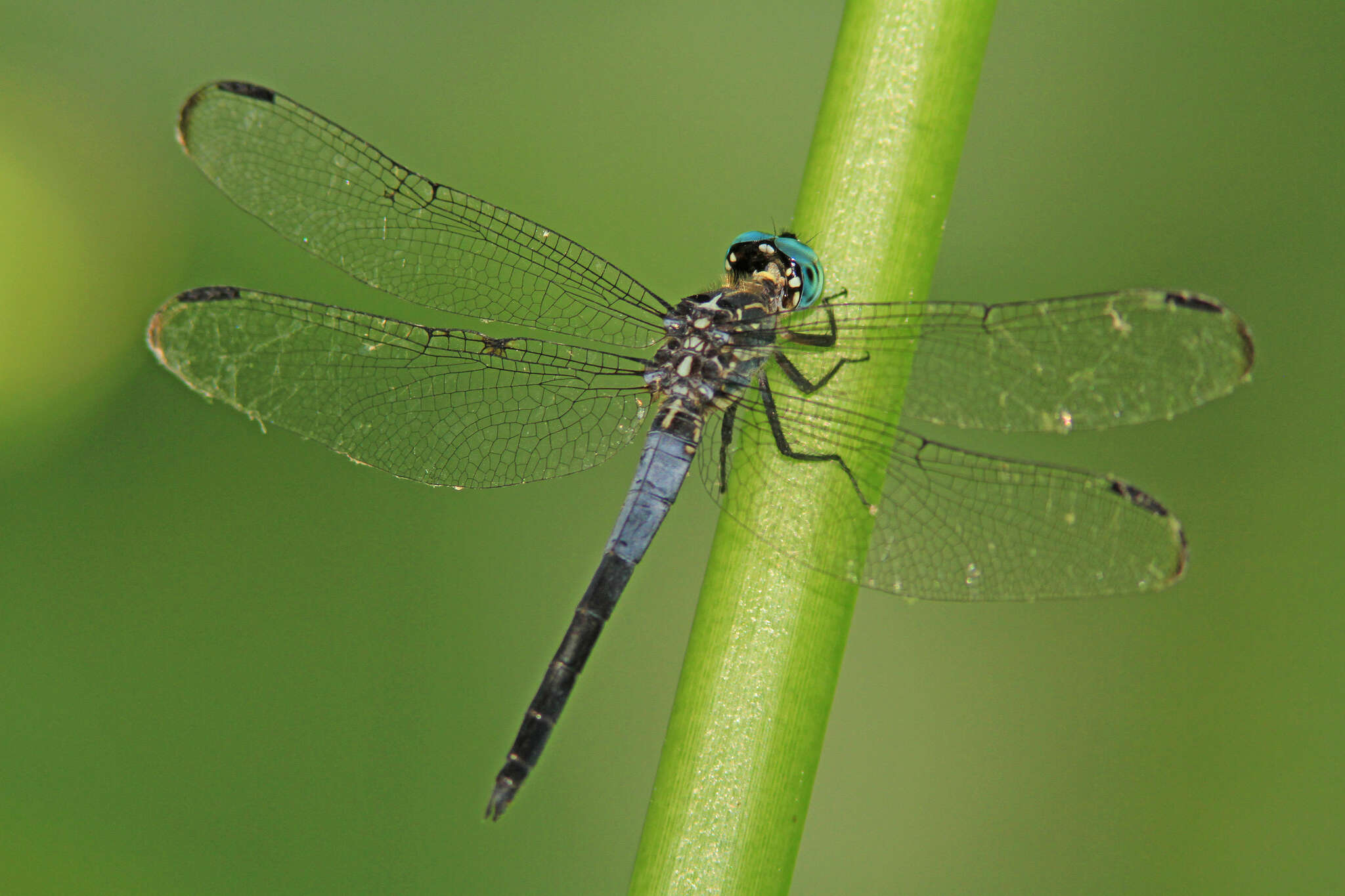 Image of Gray-waisted Skimmer