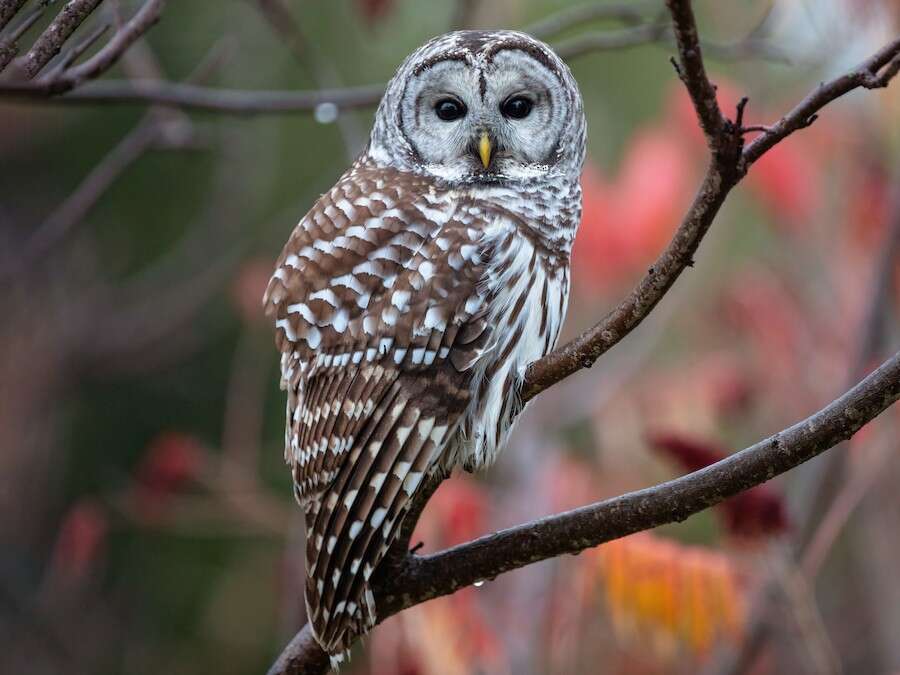 Image of Barred Owl