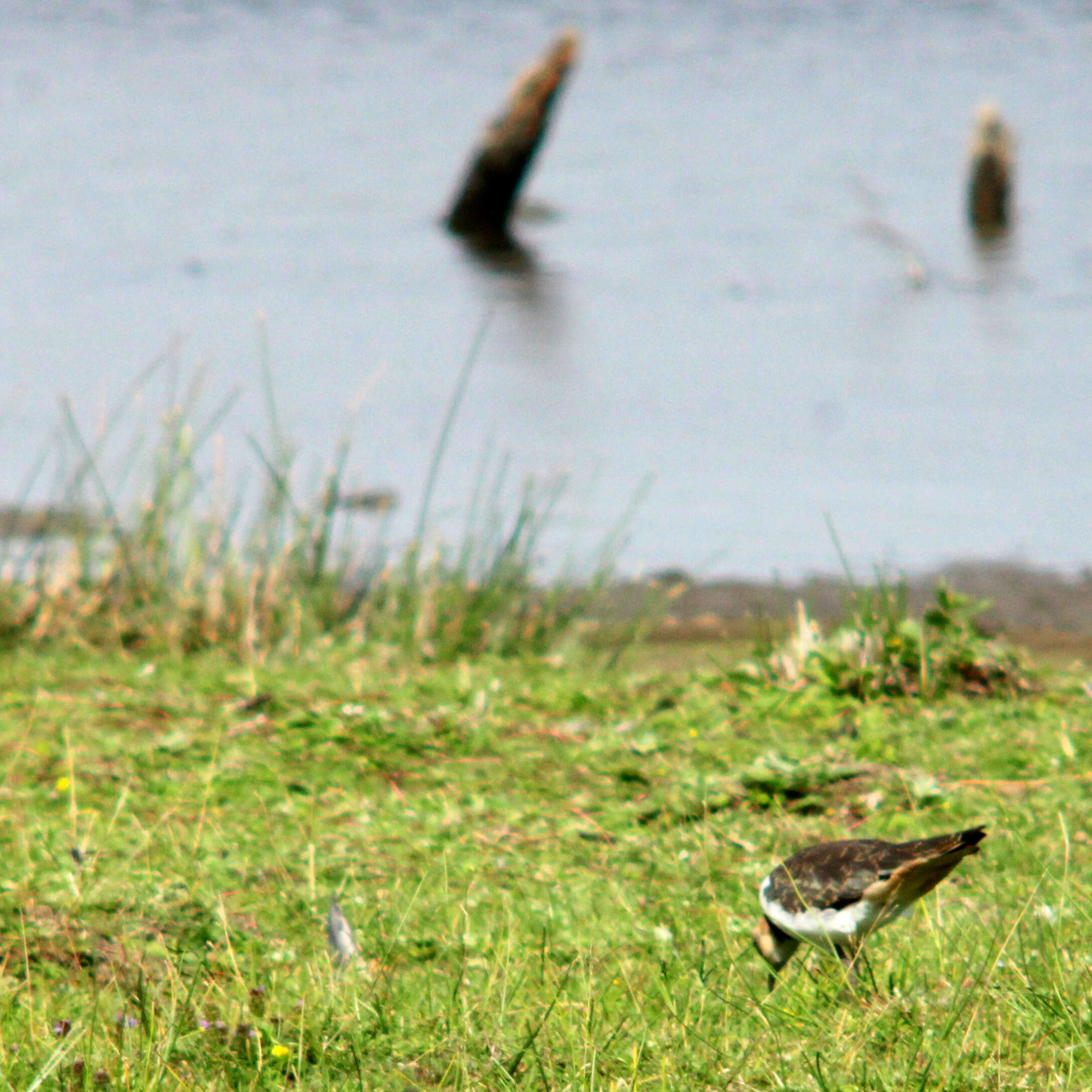 Image of Lapwing