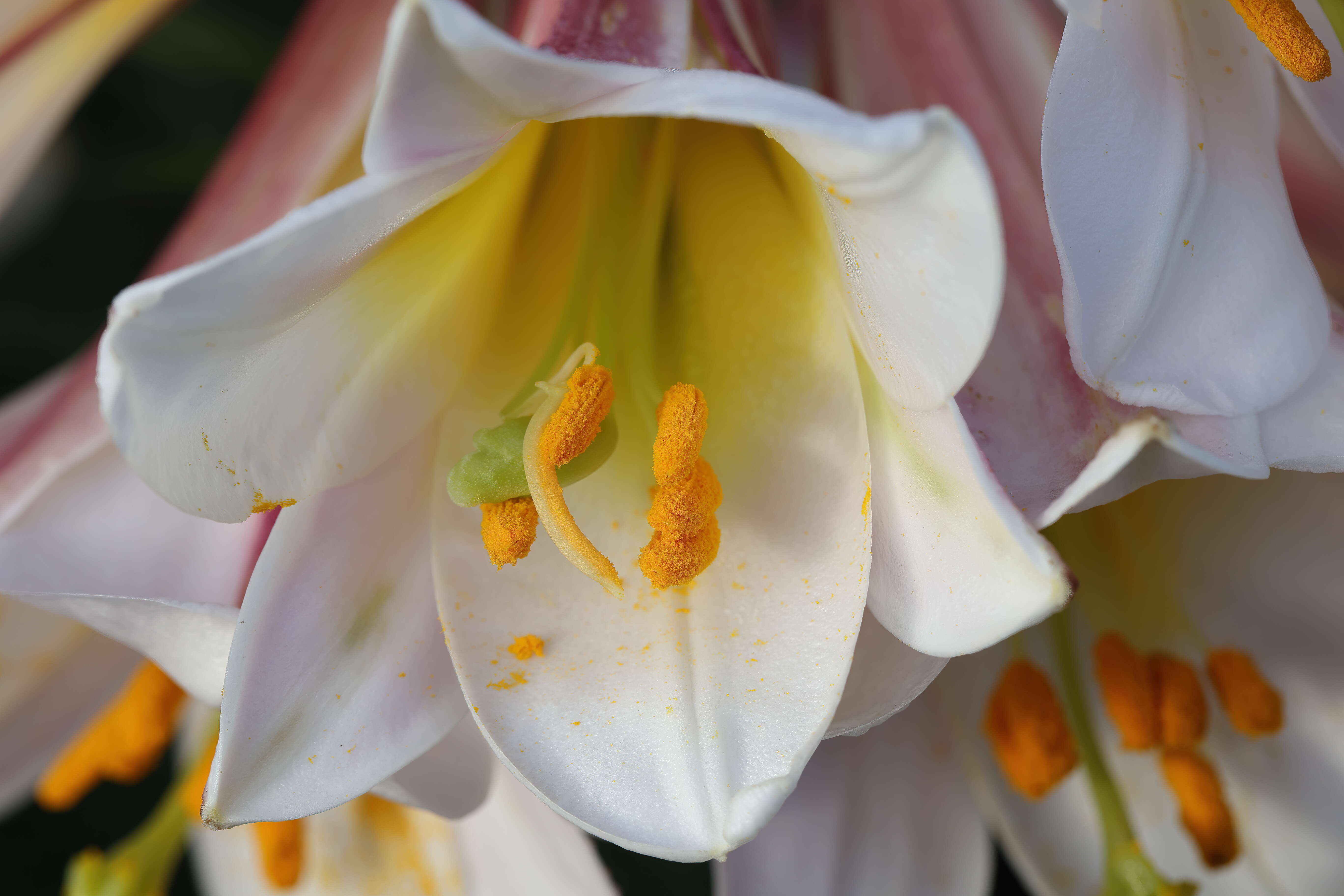 Imagem de Lilium regale E. H. Wilson