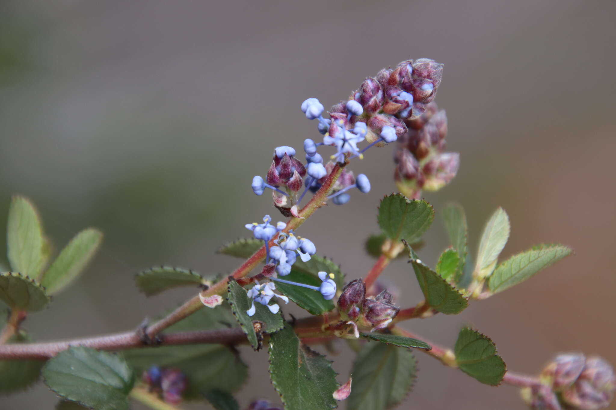 Image of woolyleaf ceanothus